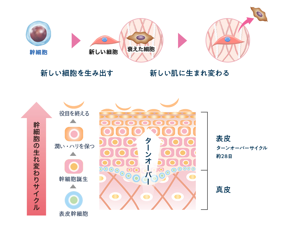 肌を再生するターンオーバーの仕組み